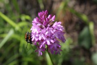 /album/wildflowers/anacamptis-pyramidalis-1-jpg/